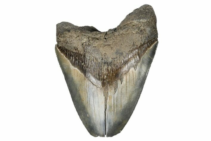 Bargain, Fossil Megalodon Tooth - Serrated Blade #180956